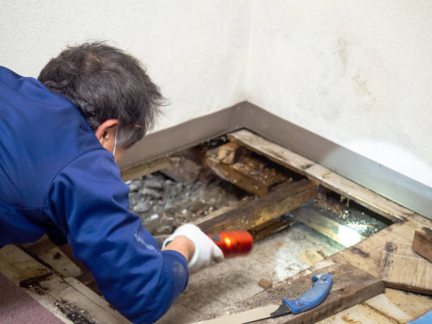 Best Professional Mold Removal  in Sharon, TN