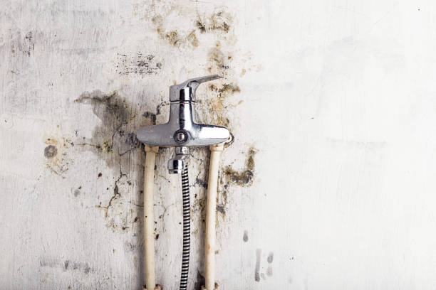 Best Home Mold Removal  in Sharon, TN