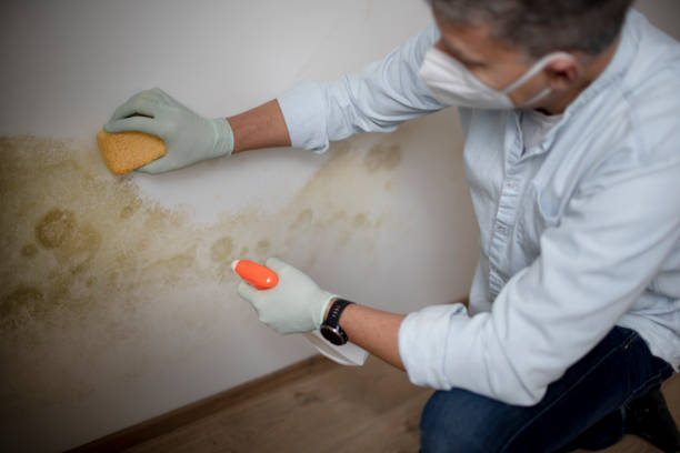 Best Local Mold Removal Service  in Sharon, TN
