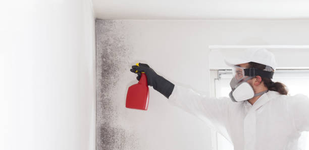Best Same-Day Mold Removal  in Sharon, TN