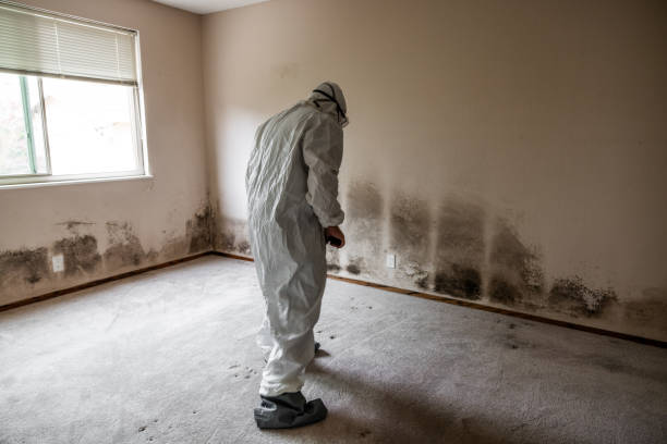 Best Fast Mold Removal  in Sharon, TN