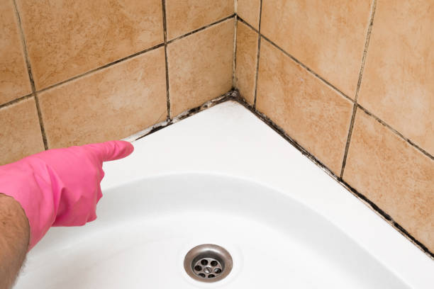 Best Local Mold Removal Service  in Sharon, TN
